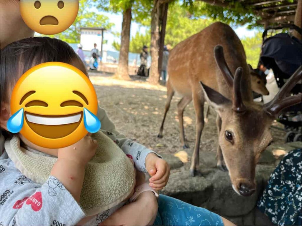 【厳島神社&錦帯橋旅log】山口と広島の名所を巡る旅|じーじとばーばとの家族旅行第4弾 2025.5.31-6.1 4 宮島にてテイクアウトしたあなごめし弁当に迫りくる鹿の画像
