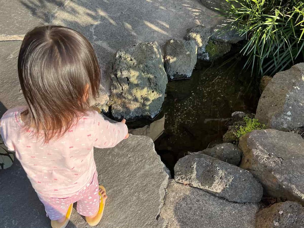 【長崎旅行log】雲仙福田屋で贅沢温泉三昧|じーじとばーばとの家族旅行第5弾 2026.3.21-22 3 雲仙福田屋のお庭で金魚を見つけ大興奮の娘の写真
